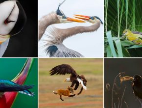 Birds - The 2019 Audubon Photography Awards