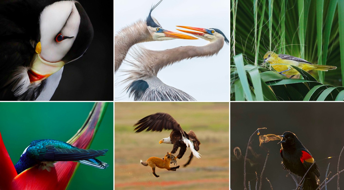 Birds - The 2019 Audubon Photography Awards