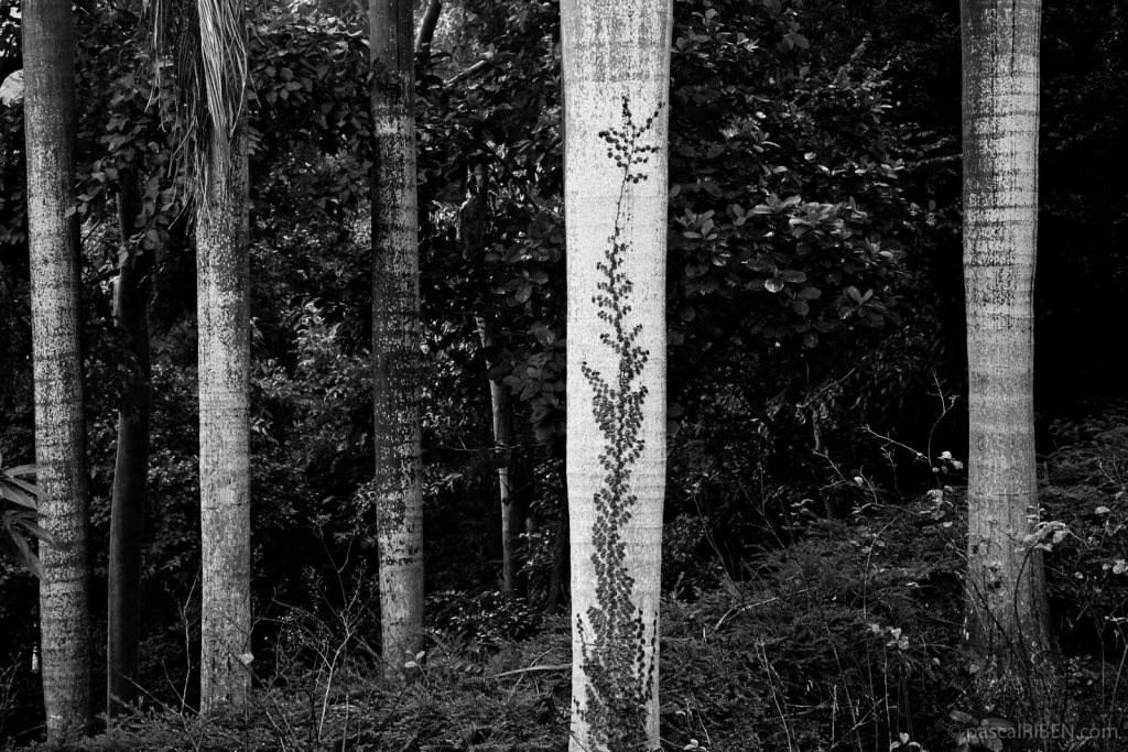 Tree in Hong Kong Park - Hong Kong, China