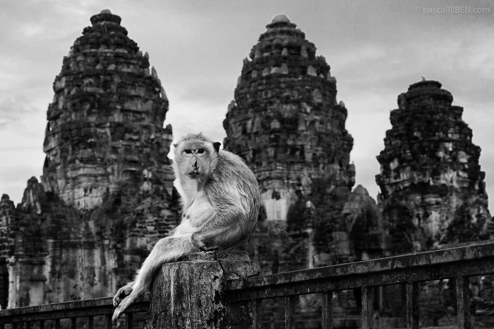 Macaque in front of the Phra Prang Sam Yod temple in Lopburi, Thailand.